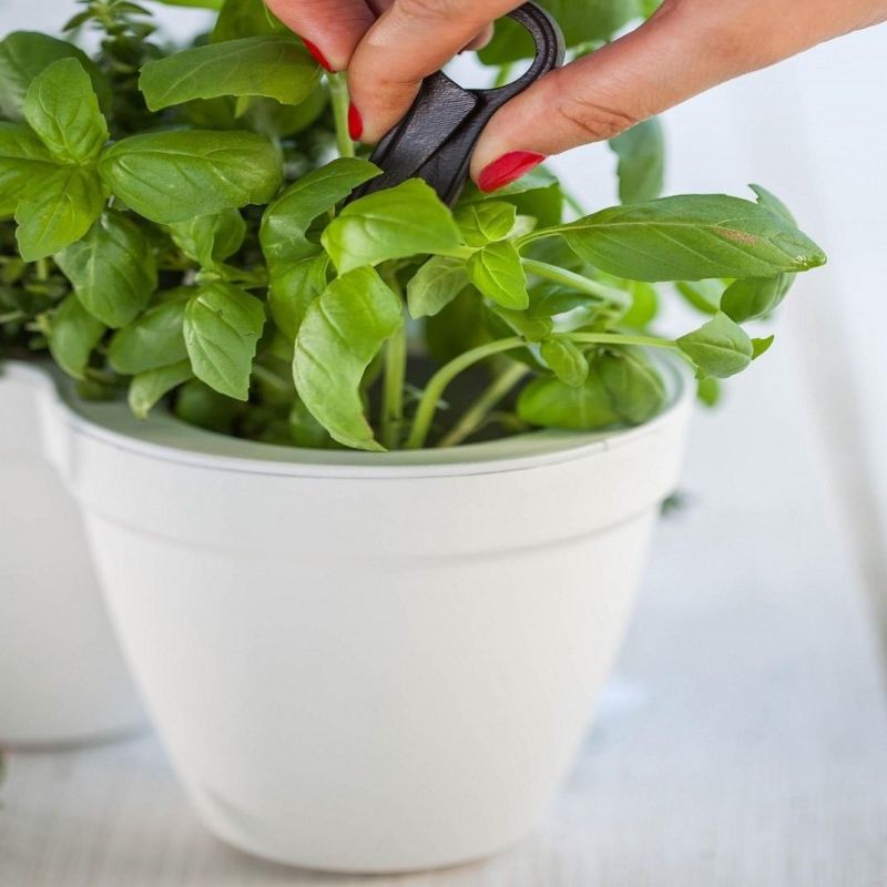 Ghiveci triplu alb fara farfurie Keter Ivy Herbs 2.5 L