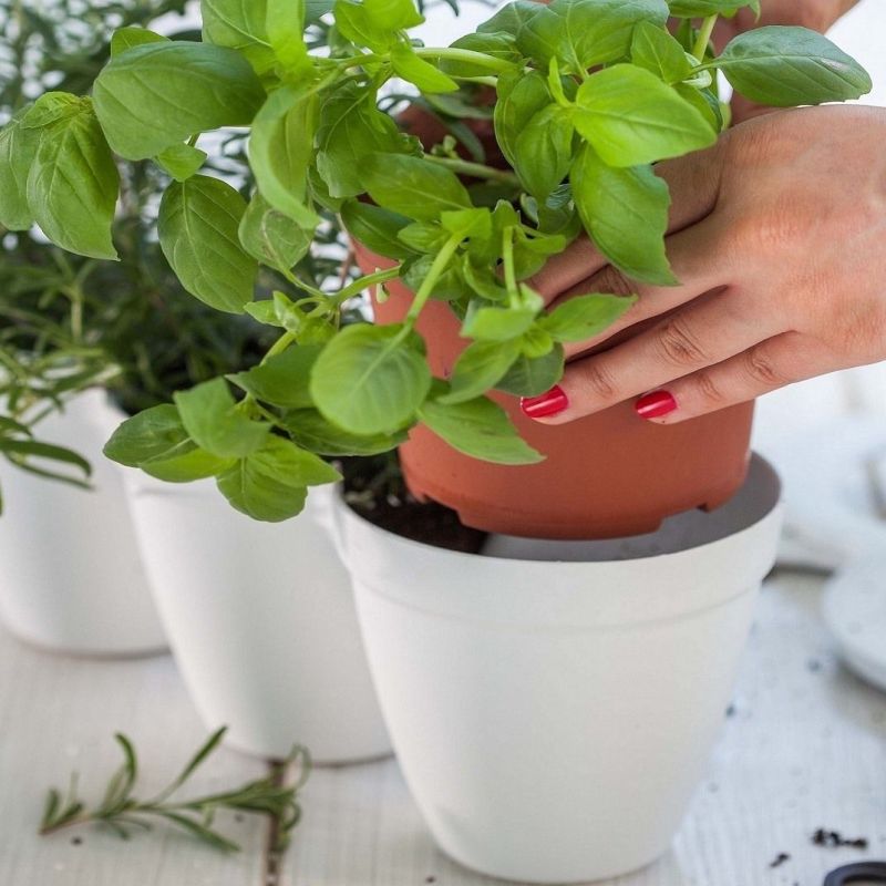 Ghiveci triplu alb fara farfurie Keter Ivy Herbs 2.5 L
